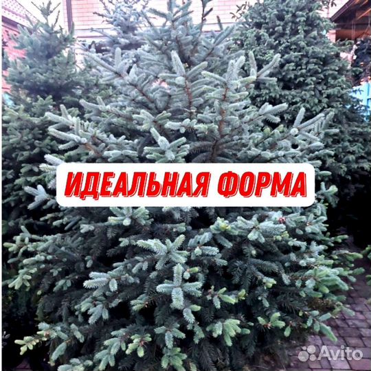 Ели елочка елка