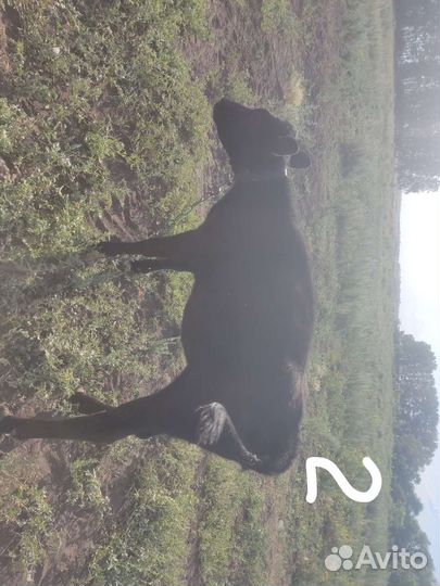 Продам телят