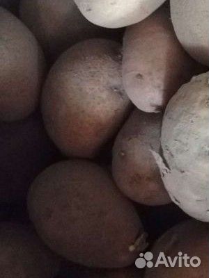 Картофель семенной
