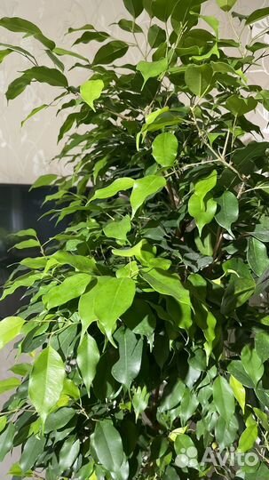 Фикус бенджамина большой