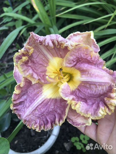 Лилейники сортовые