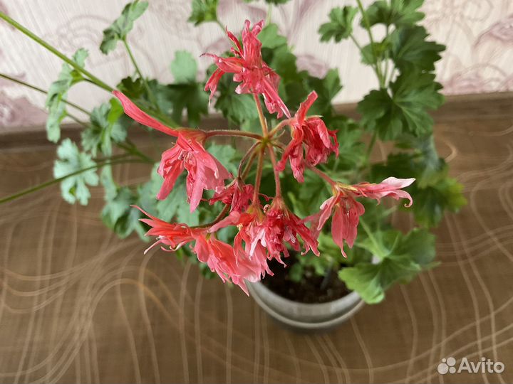 Пеларгония герань