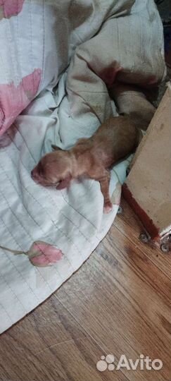 Кокер спаниель