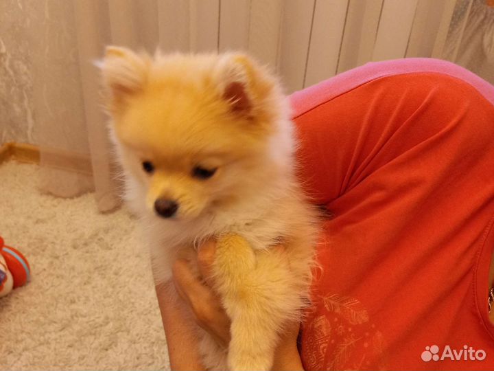 Померанский шпиц мини девочка