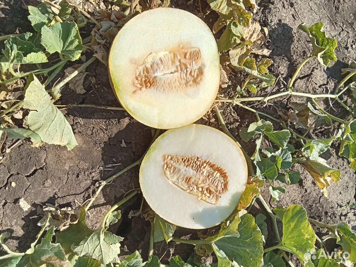 Арбузы и дыни