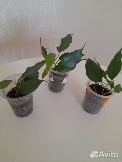 Фикус бенджамина экзотика
