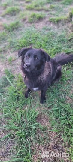 Собака в добрые руки отдам бесплатно