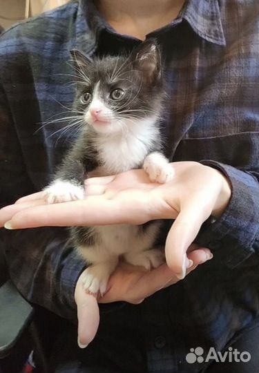 Котята в дар
