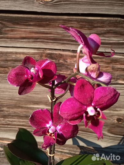Орхидея фаленопсис Элегант Хеппи Энджел