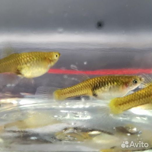 Гуппи Эндлера Венесуэла