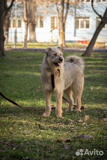 Собака в добрые руки