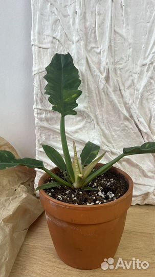 Филодендрон