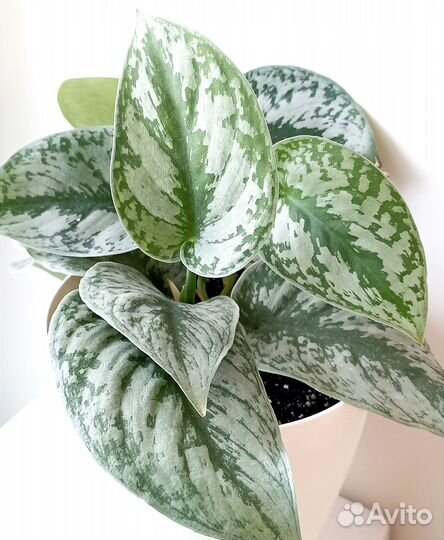 Сциндапсус и Эпипремнум редкие 9 сортов