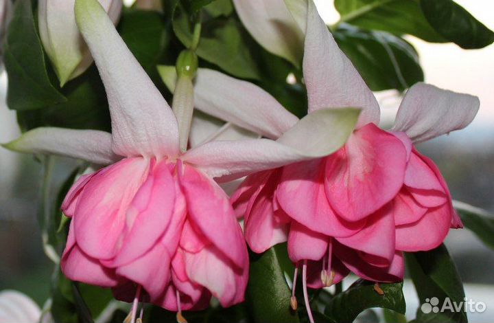 Черенки фуксии