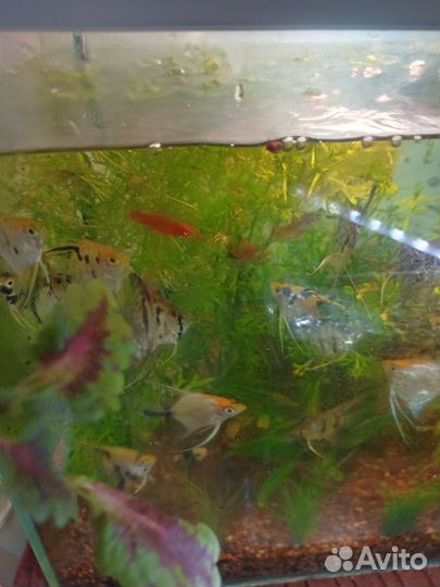 Продам рыбок