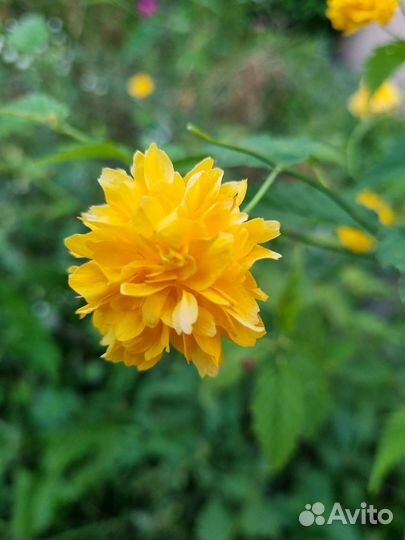 Керия японская махровая