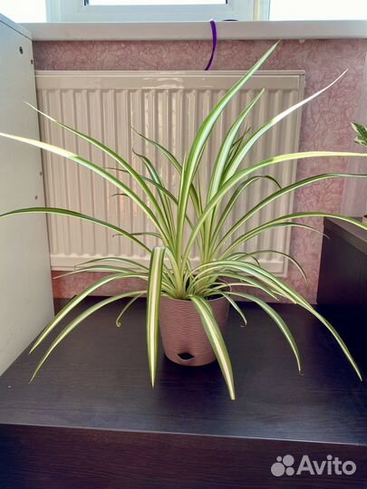 Хлорофитум