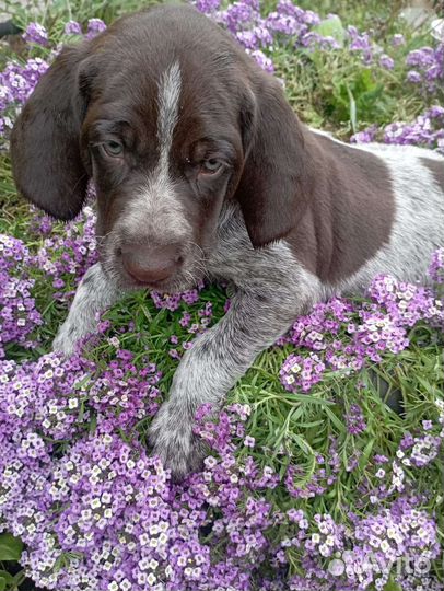 Щенки курцхаара