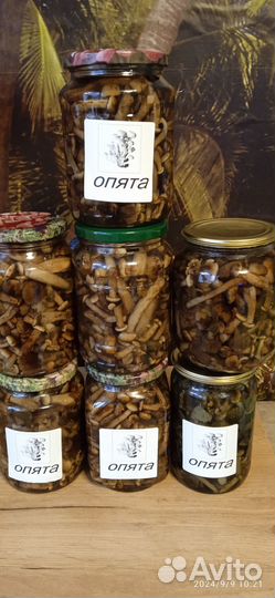 Грибы и грибная икра