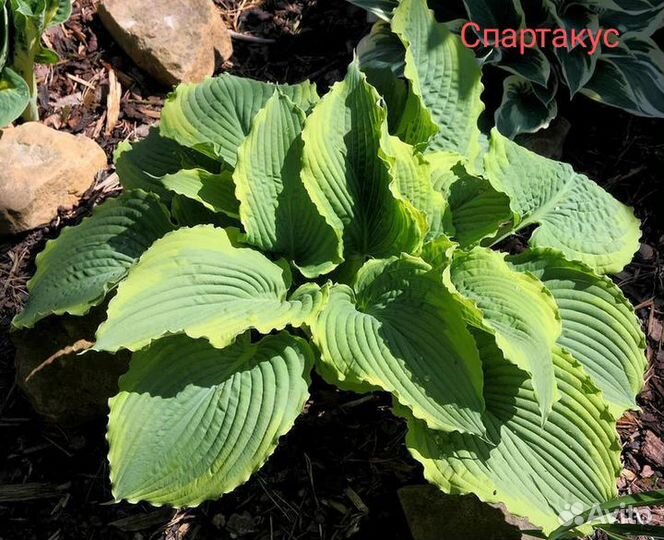 Хоста, корни