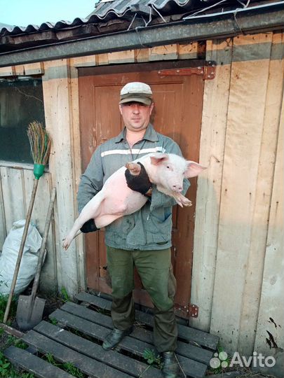 Продам поросят