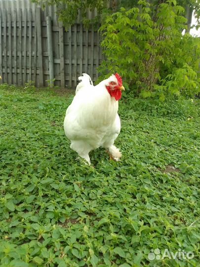 Петух, гуси