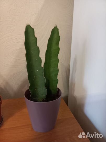 Кактус суккулент Эпифиллум