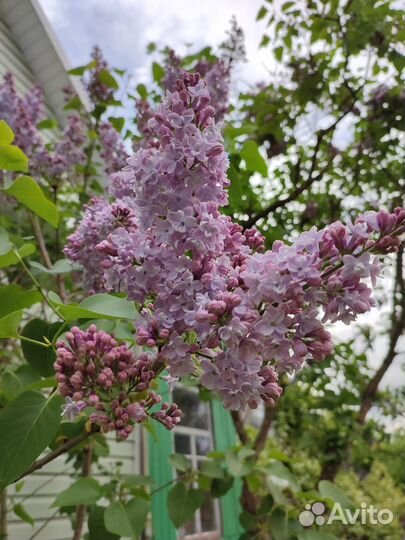 Саженцы сортовой сирени