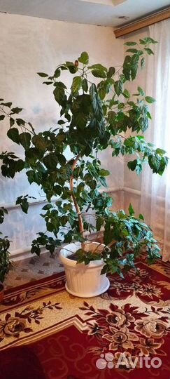 Домашние цветы китайская роза, фикус