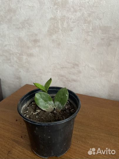 Замиокулькас