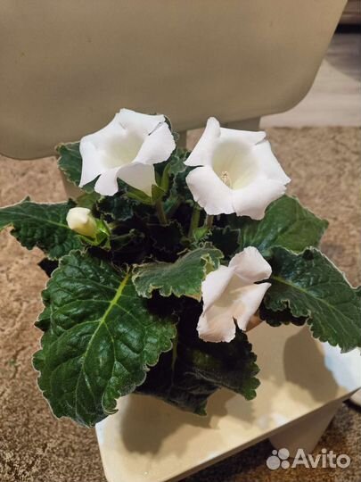 Глоксиния белая