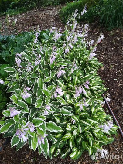 Хосты, Баданы, Гейхеры,Лилейники