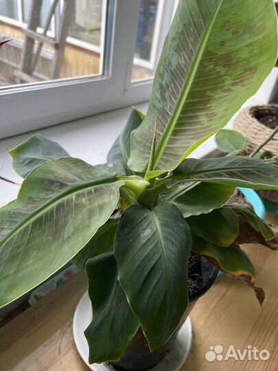 Карликовый банан