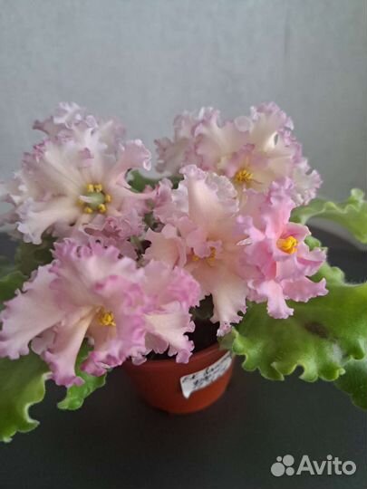 Фиалки сортовые, листья, детки, взрослые растения