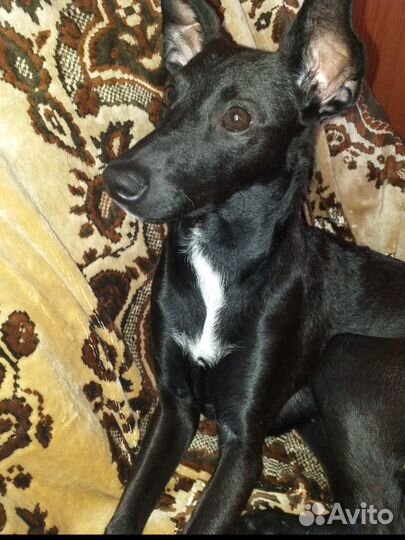 Отдам в добрые руки