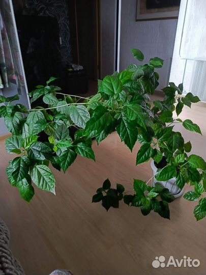 Гибискус китайская роза