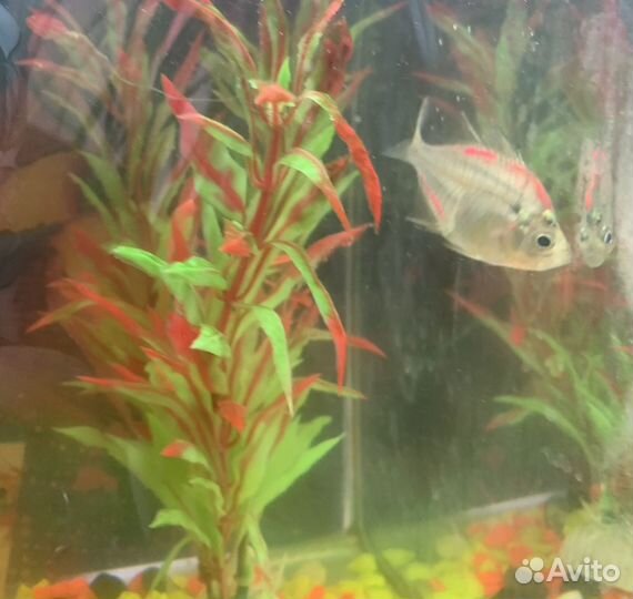 Окунь хищник