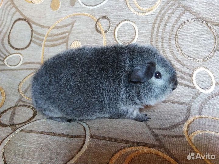 Морские свинки