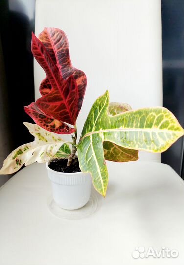 Красавчик кротон экселент