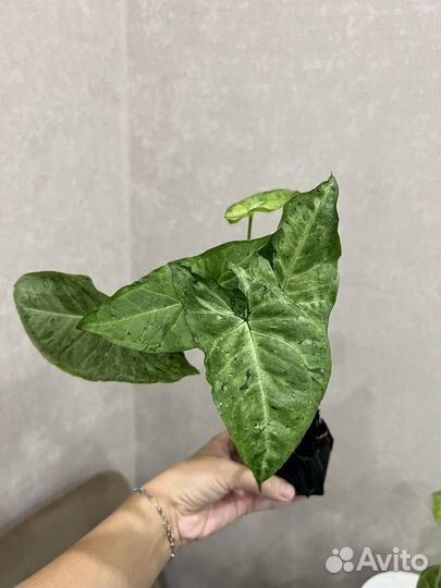 Сингониумы разные