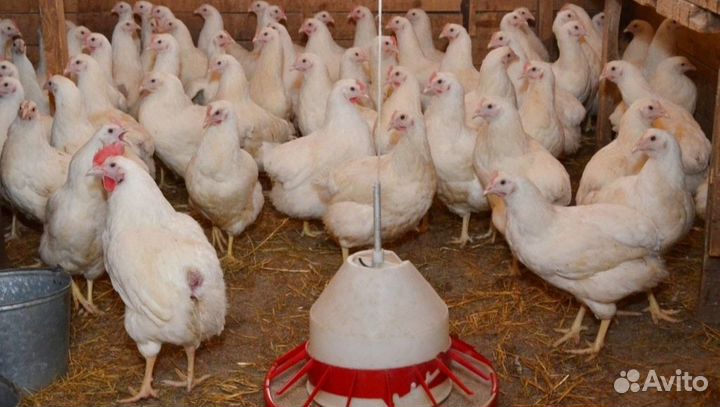 Куры молодые несушки в возрасте 3,5-5 мeсяцев