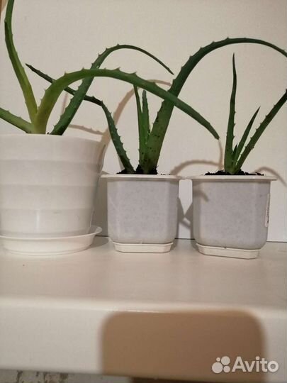 Комнатные цветы алоэ