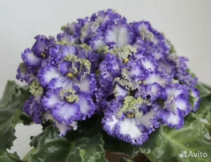 Фиалка Ballerina's Curlies