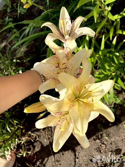 Лилии луковицы