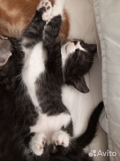 Отдаем в добрые руки