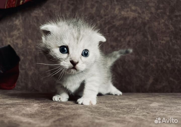 Котята ищут дом