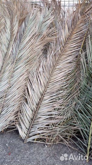 Листья пальмы