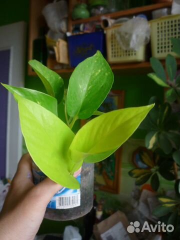 Сциндапсус лимонный