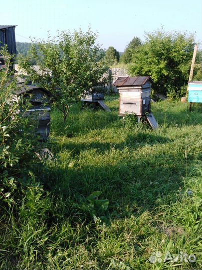 Липовый мед 3л сбор 2023г