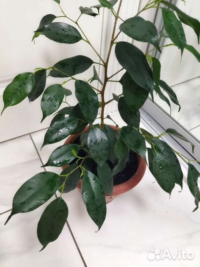 Фикус Бенджамина 55см